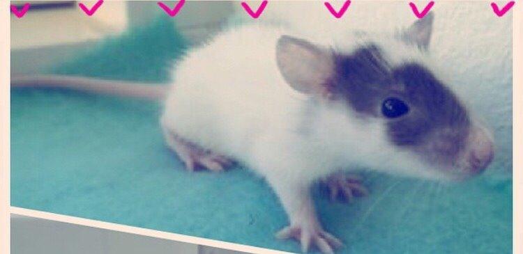 Tamrotte Jasmin *( R.I.P )* billede 1