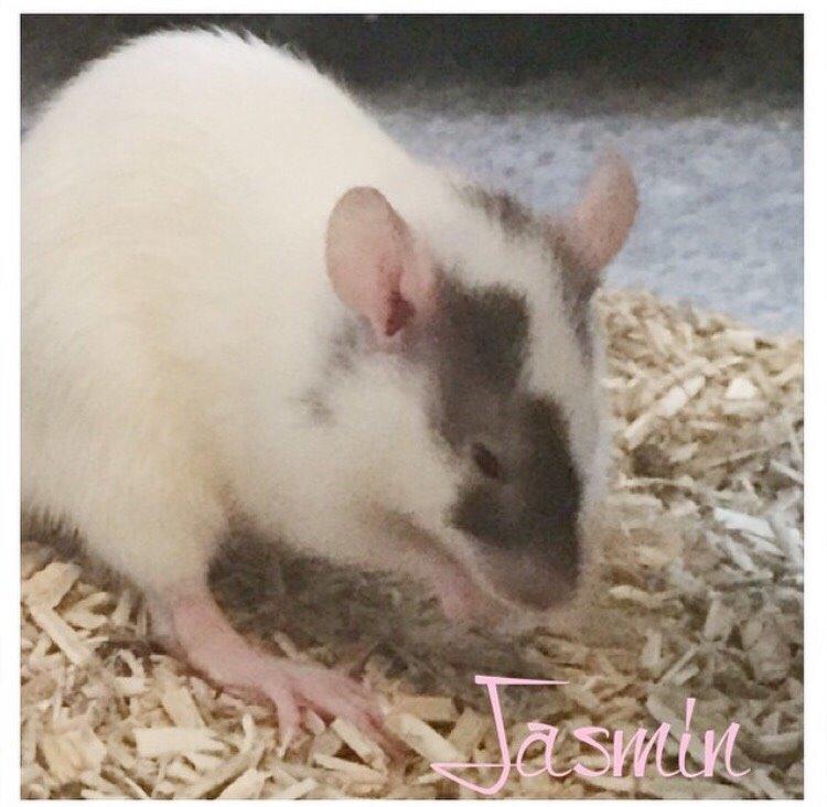 Tamrotte Jasmin *( R.I.P )* billede 2