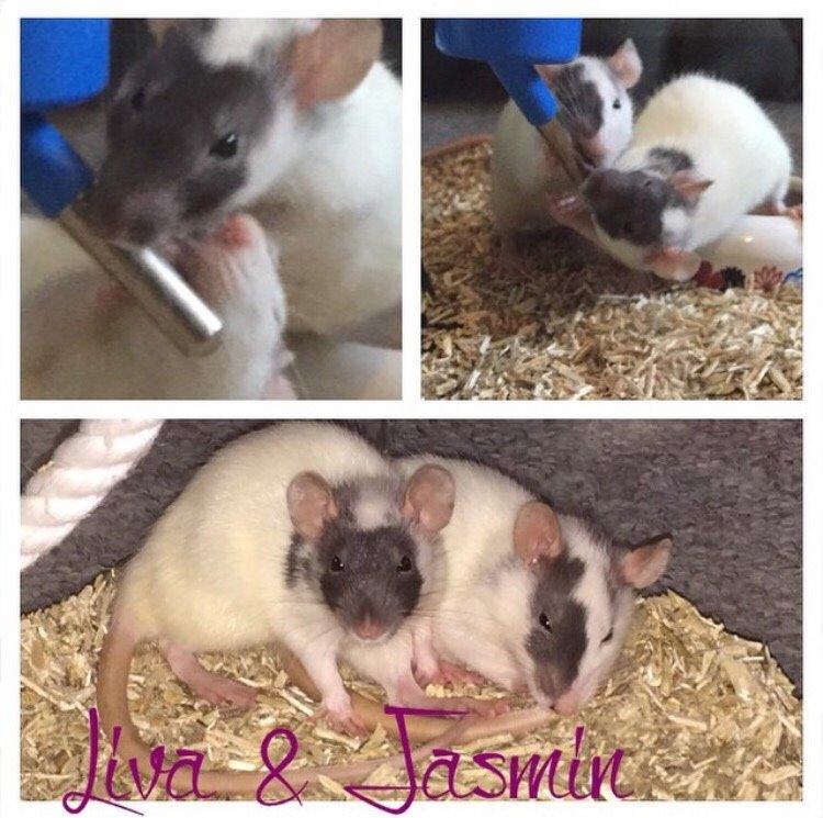 Tamrotte Jasmin *( R.I.P )* billede 3