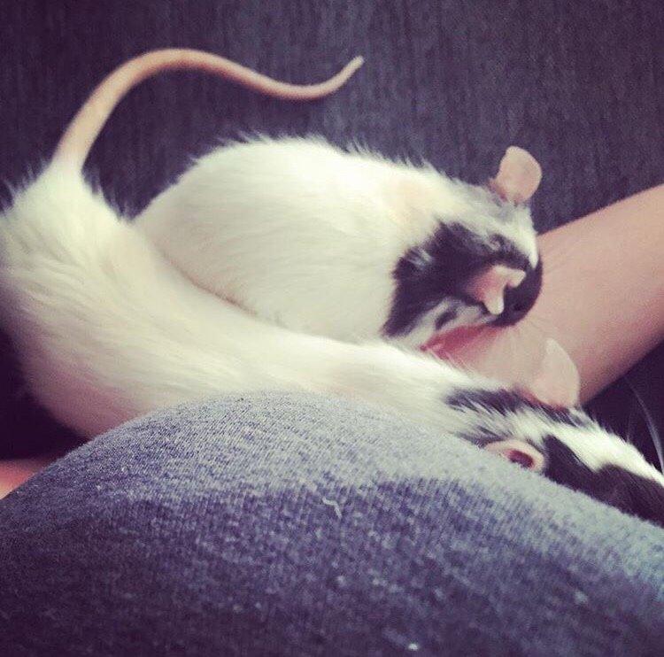 Tamrotte Jasmin *( R.I.P )* billede 4