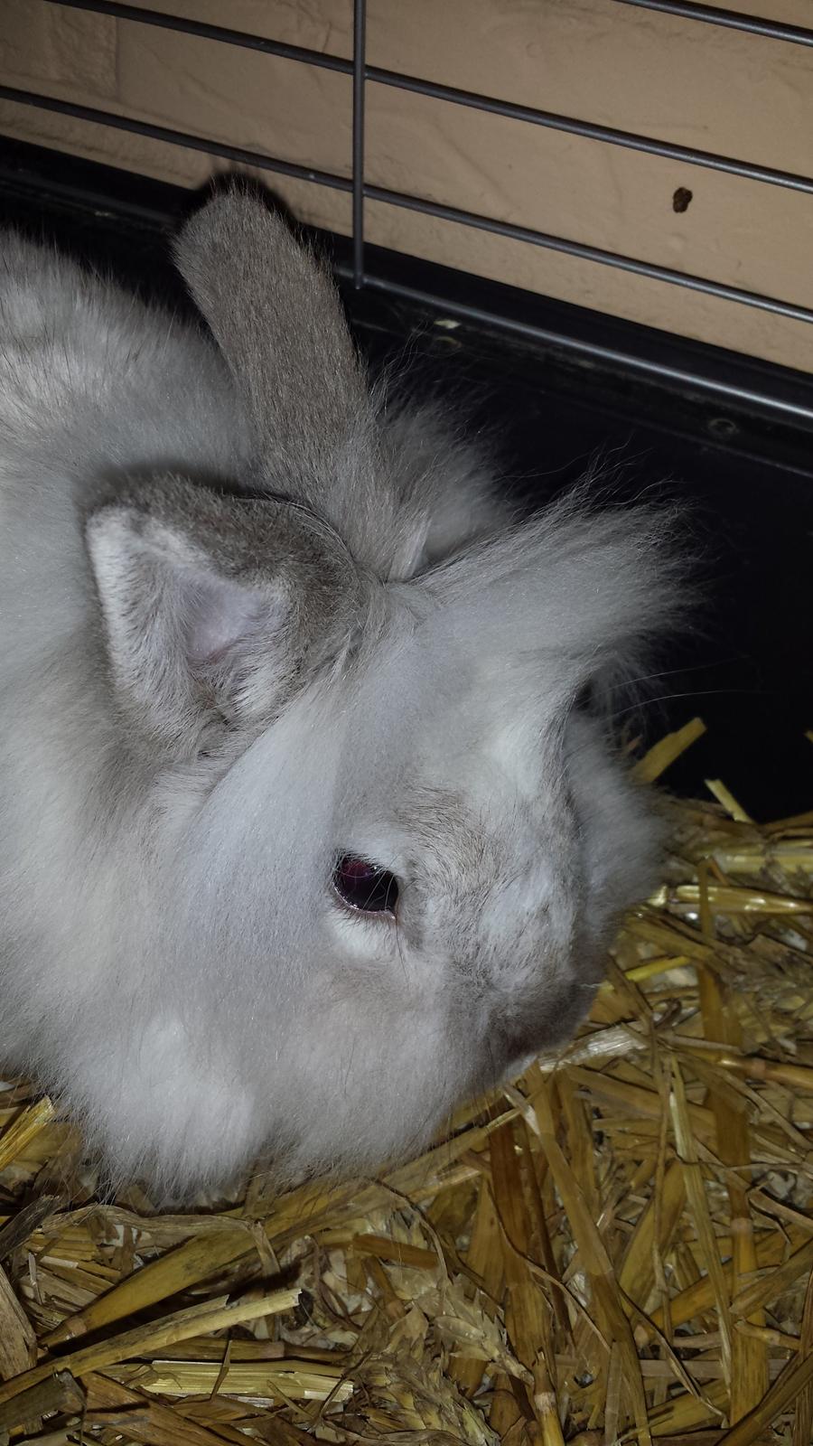 Kanin Candy  billede 9