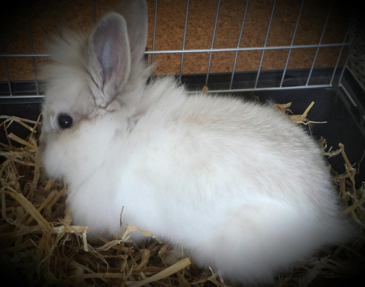 Kanin Candy  billede 11