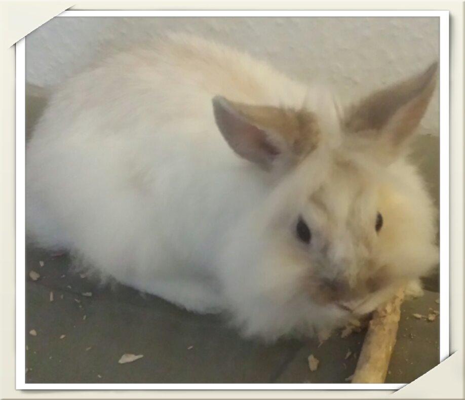 Kanin Candy  billede 10