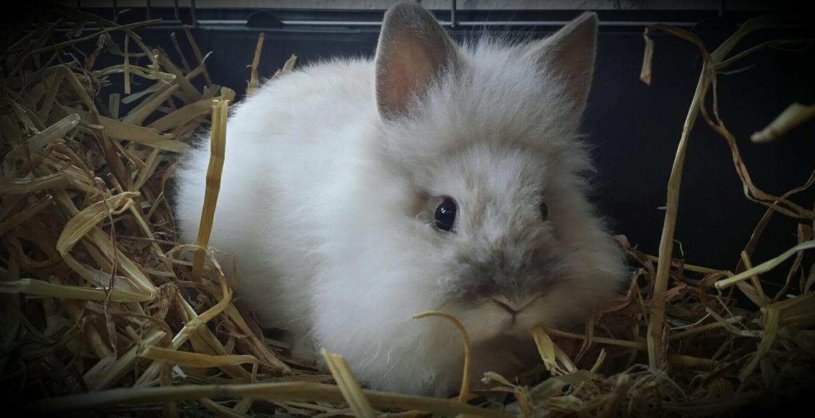 Kanin Candy  billede 12