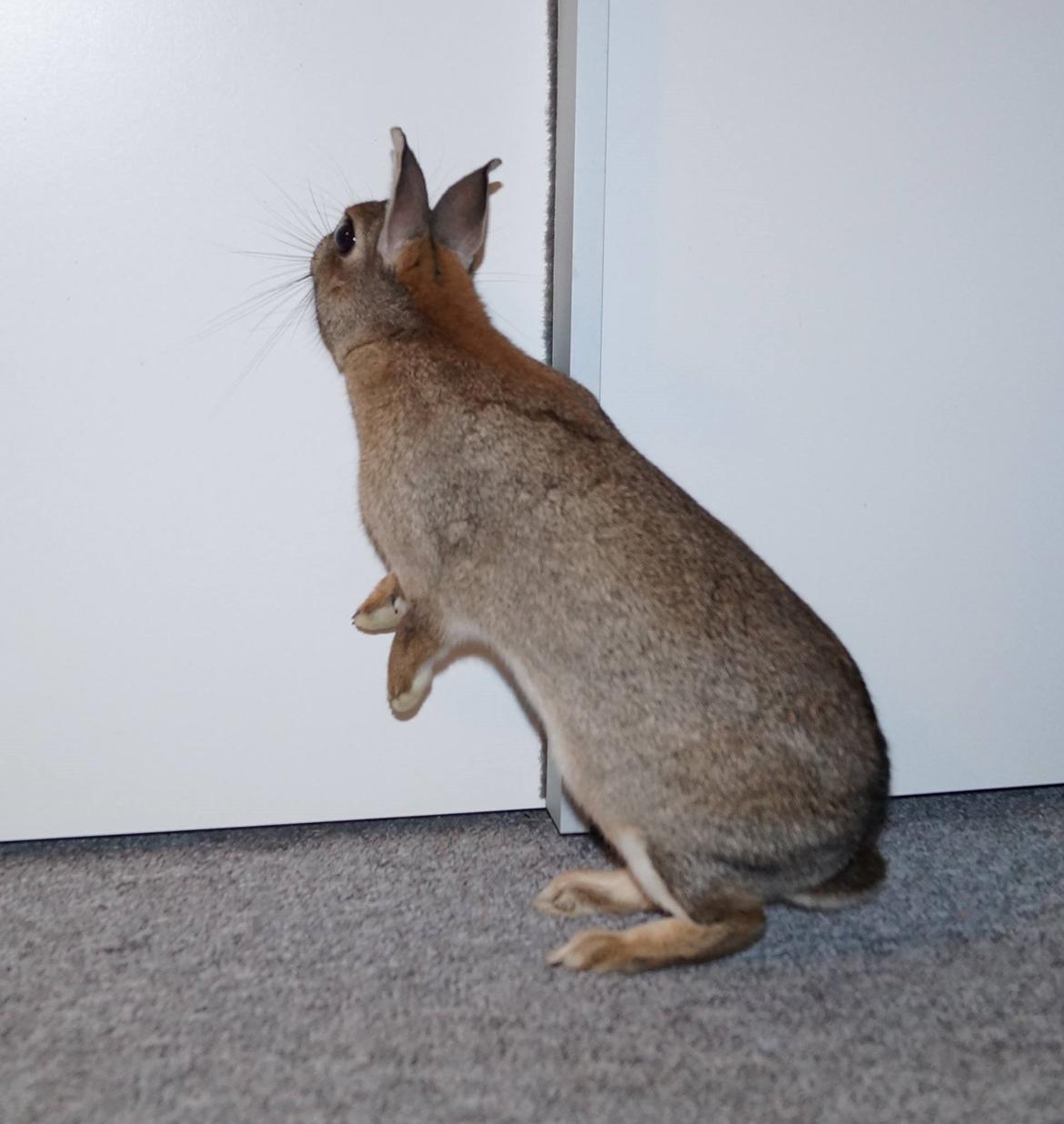 Kanin I'm a Wild One billede 2