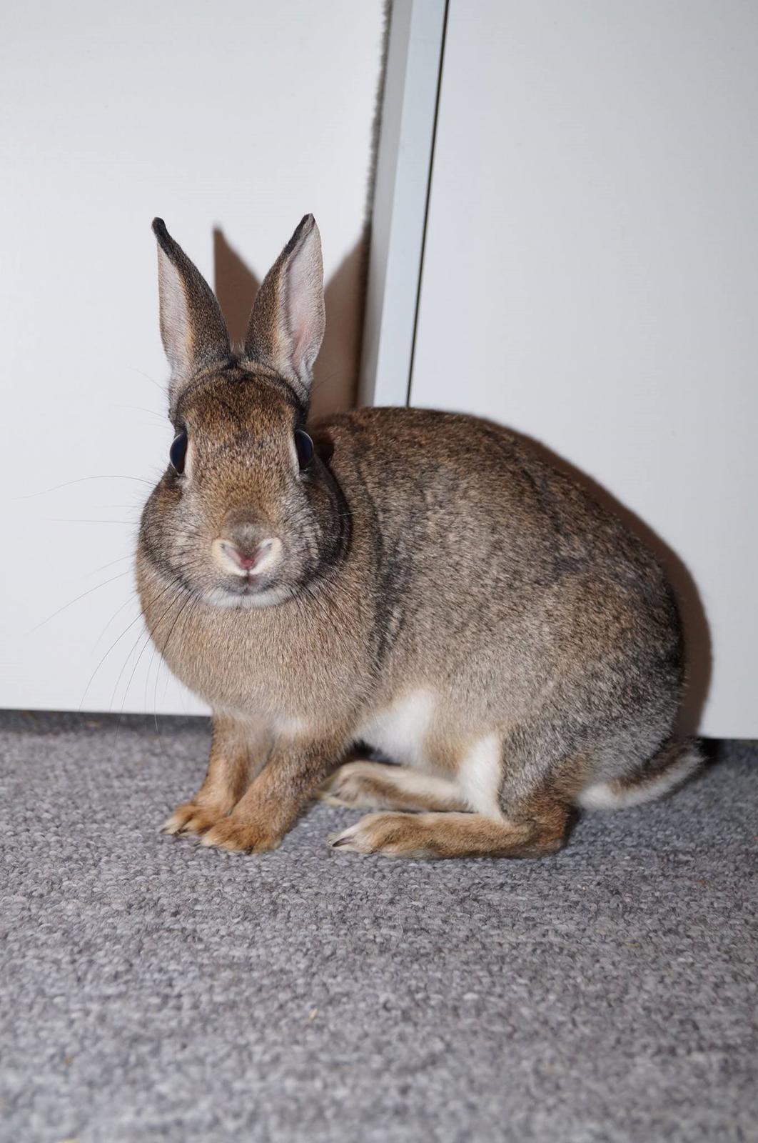 Kanin I'm a Wild One billede 3