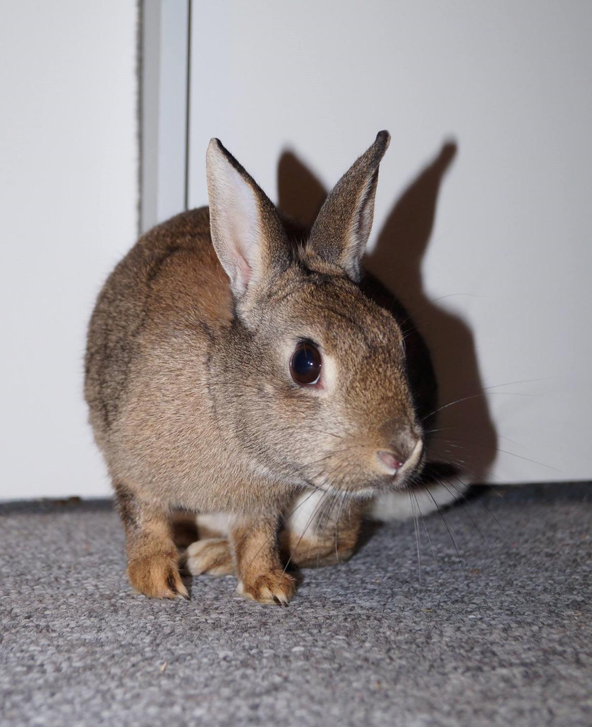 Kanin I'm a Wild One billede 4