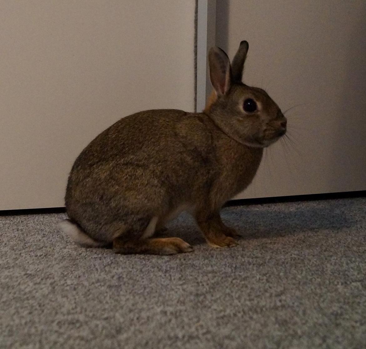 Kanin I'm a Wild One billede 5