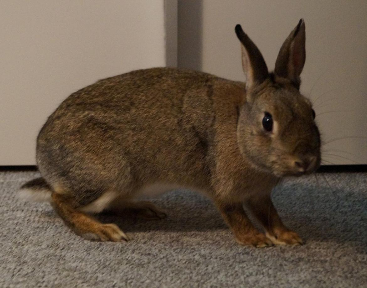 Kanin I'm a Wild One billede 1