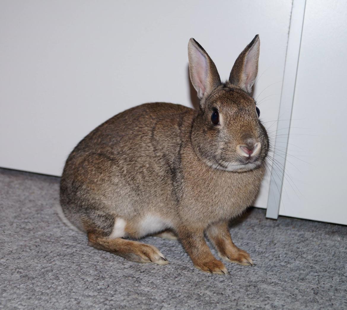 Kanin I'm a Wild One billede 7