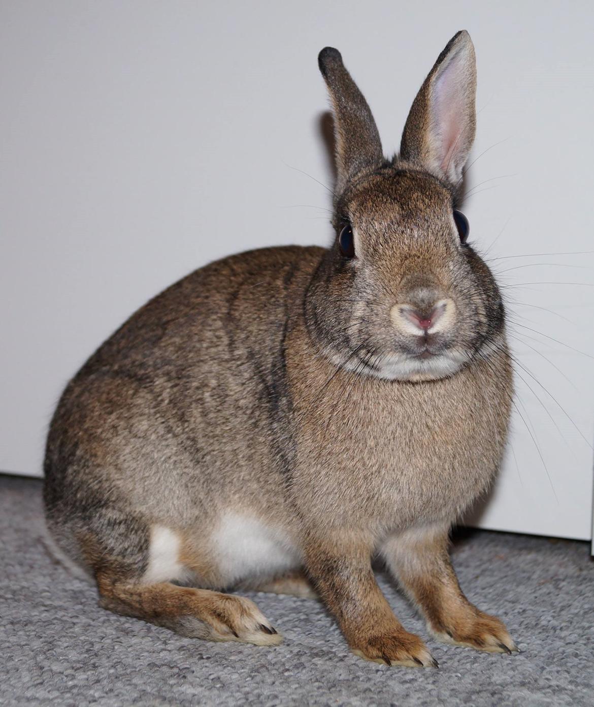 Kanin I'm a Wild One billede 8