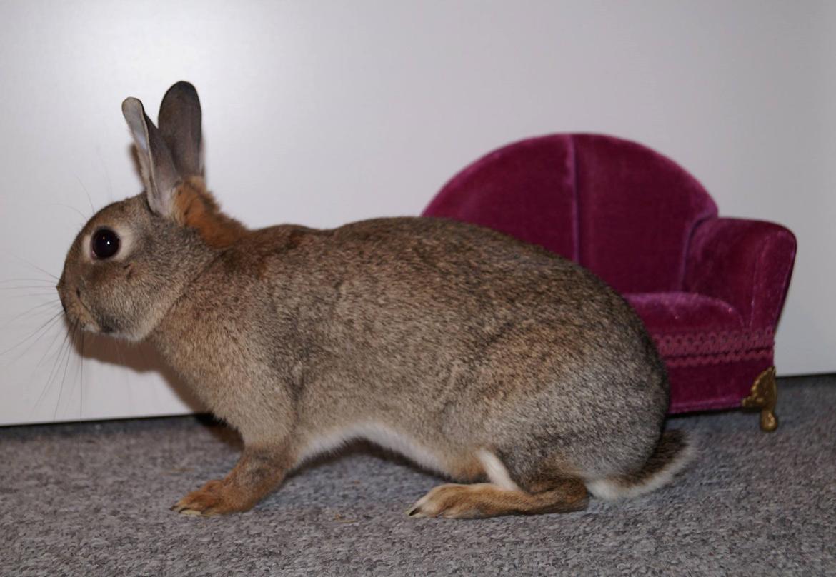 Kanin I'm a Wild One billede 9