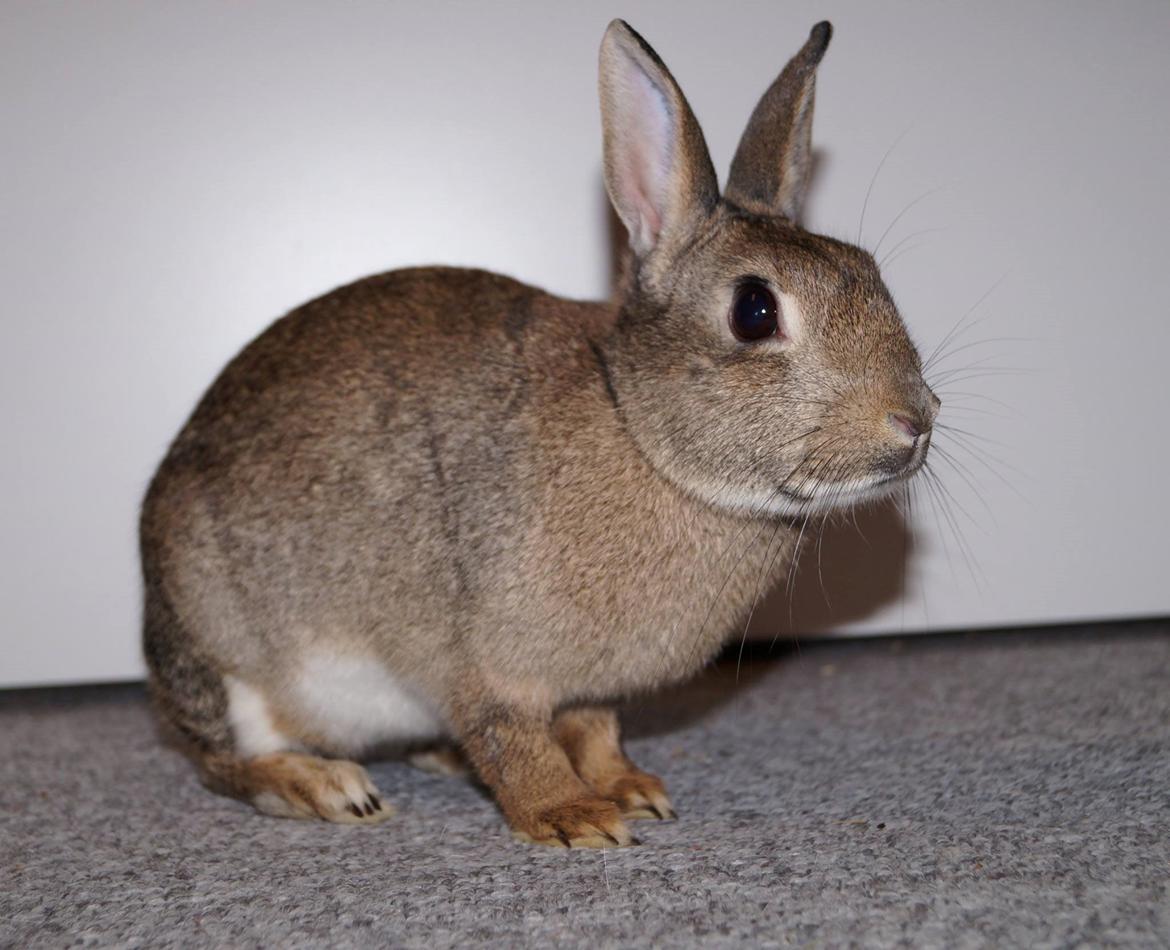 Kanin I'm a Wild One billede 10