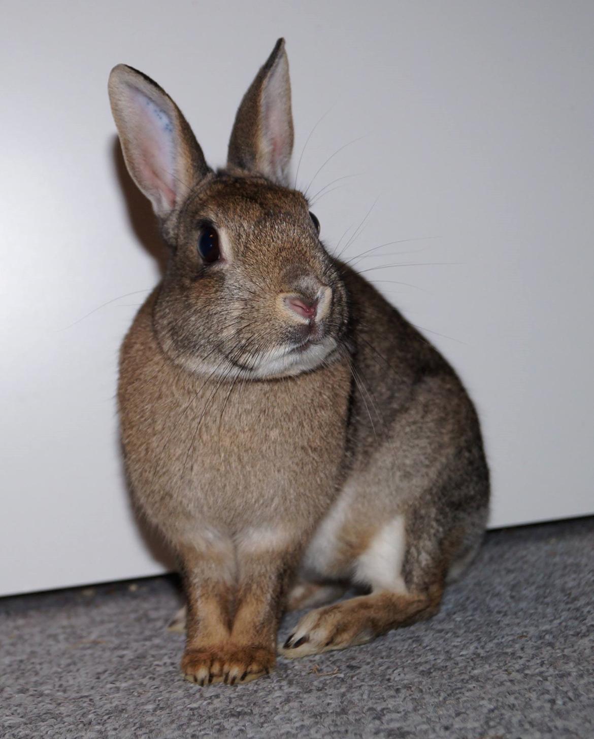 Kanin I'm a Wild One billede 11