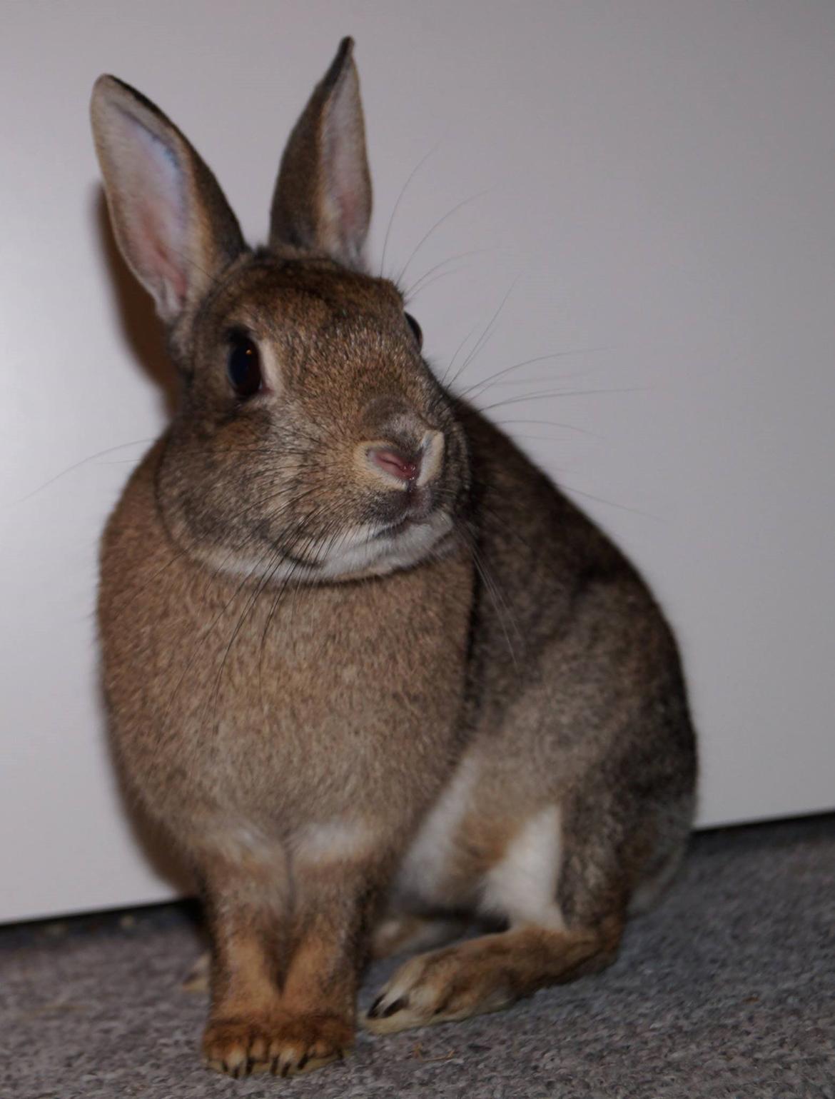 Kanin I'm a Wild One billede 12