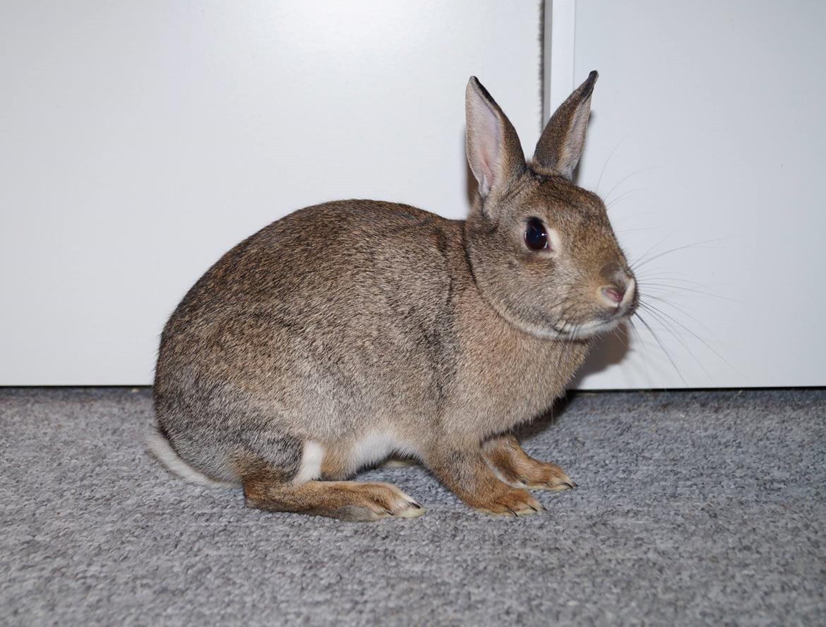 Kanin I'm a Wild One billede 6