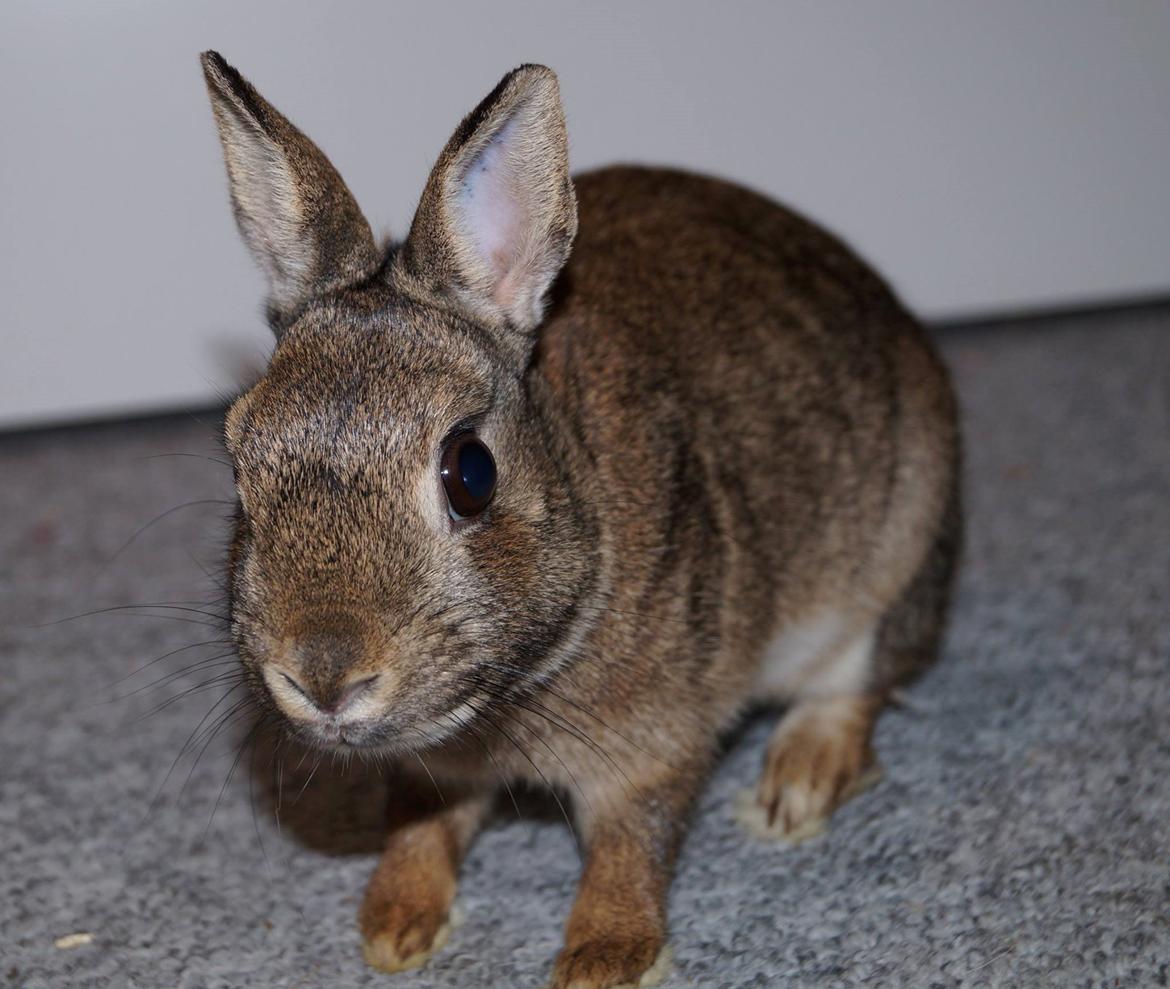 Kanin Hulk'en billede 1