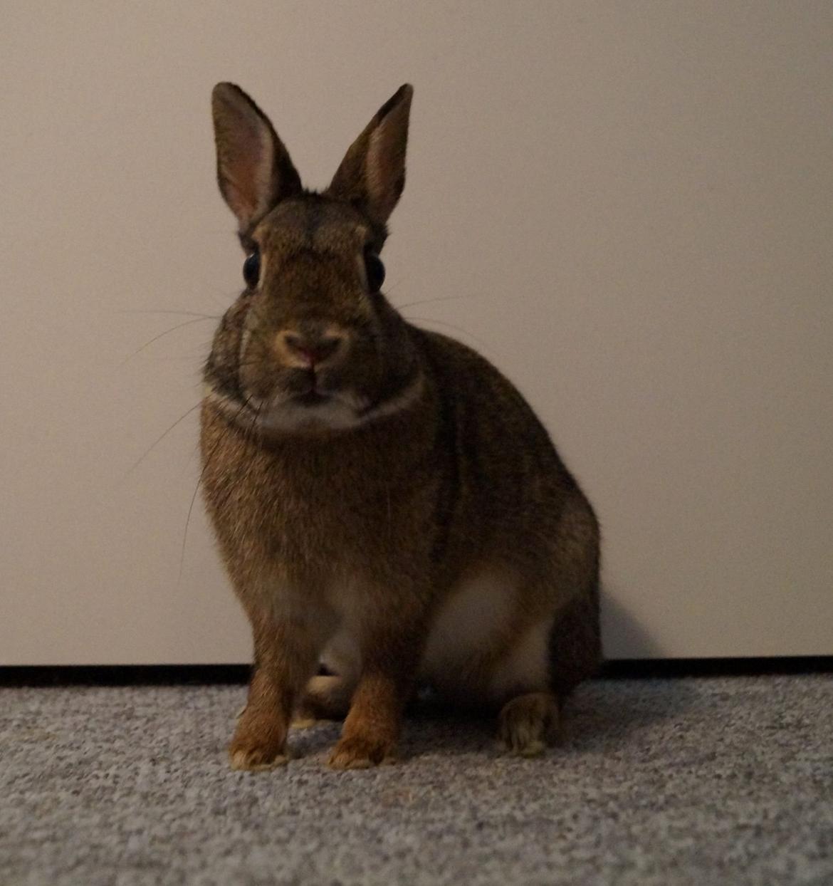 Kanin Hulk'en billede 4