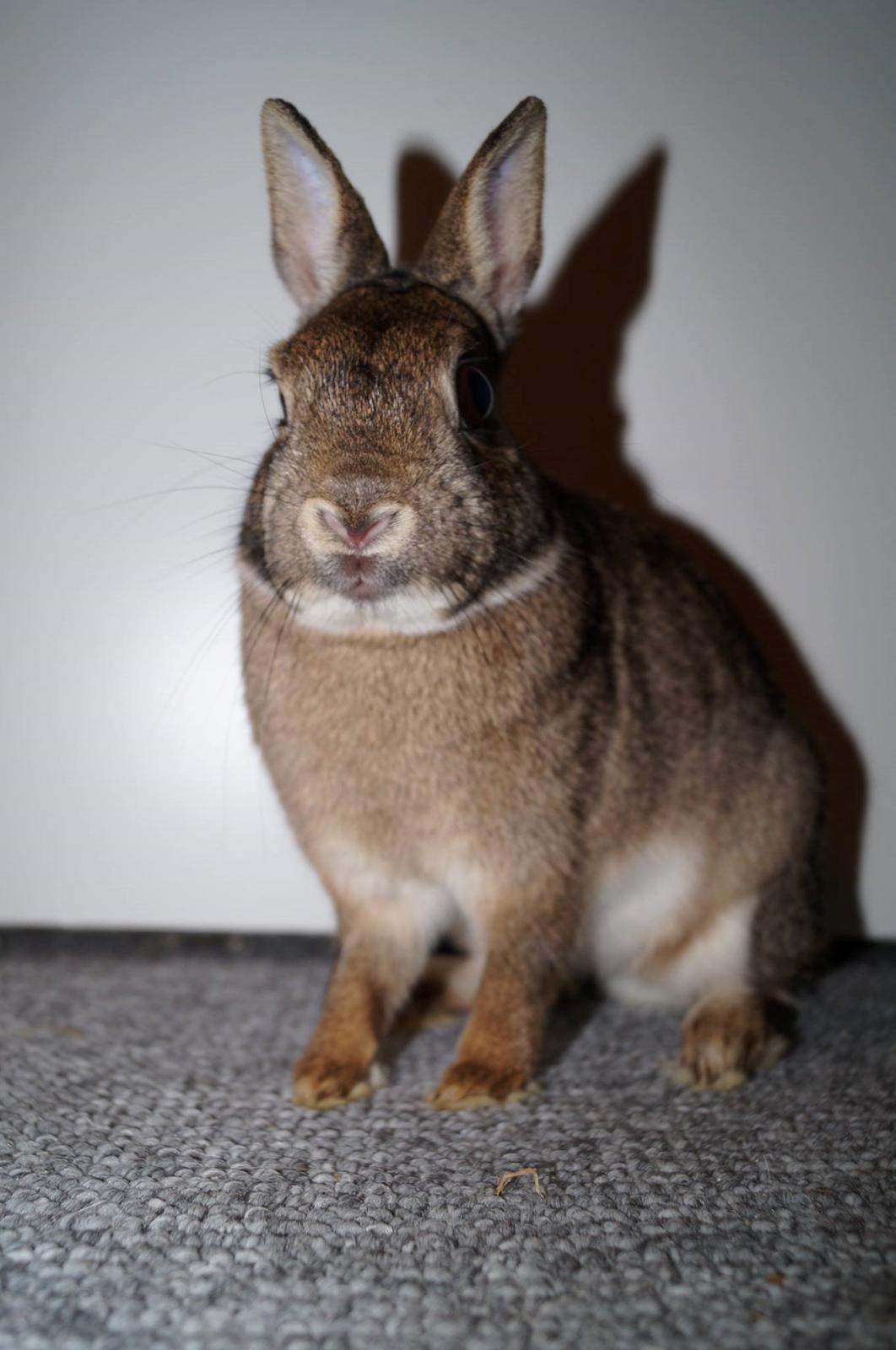 Kanin Hulk'en billede 5