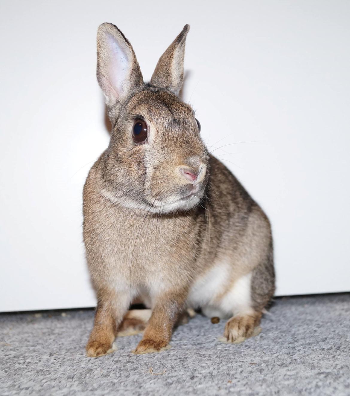 Kanin Hulk'en billede 7