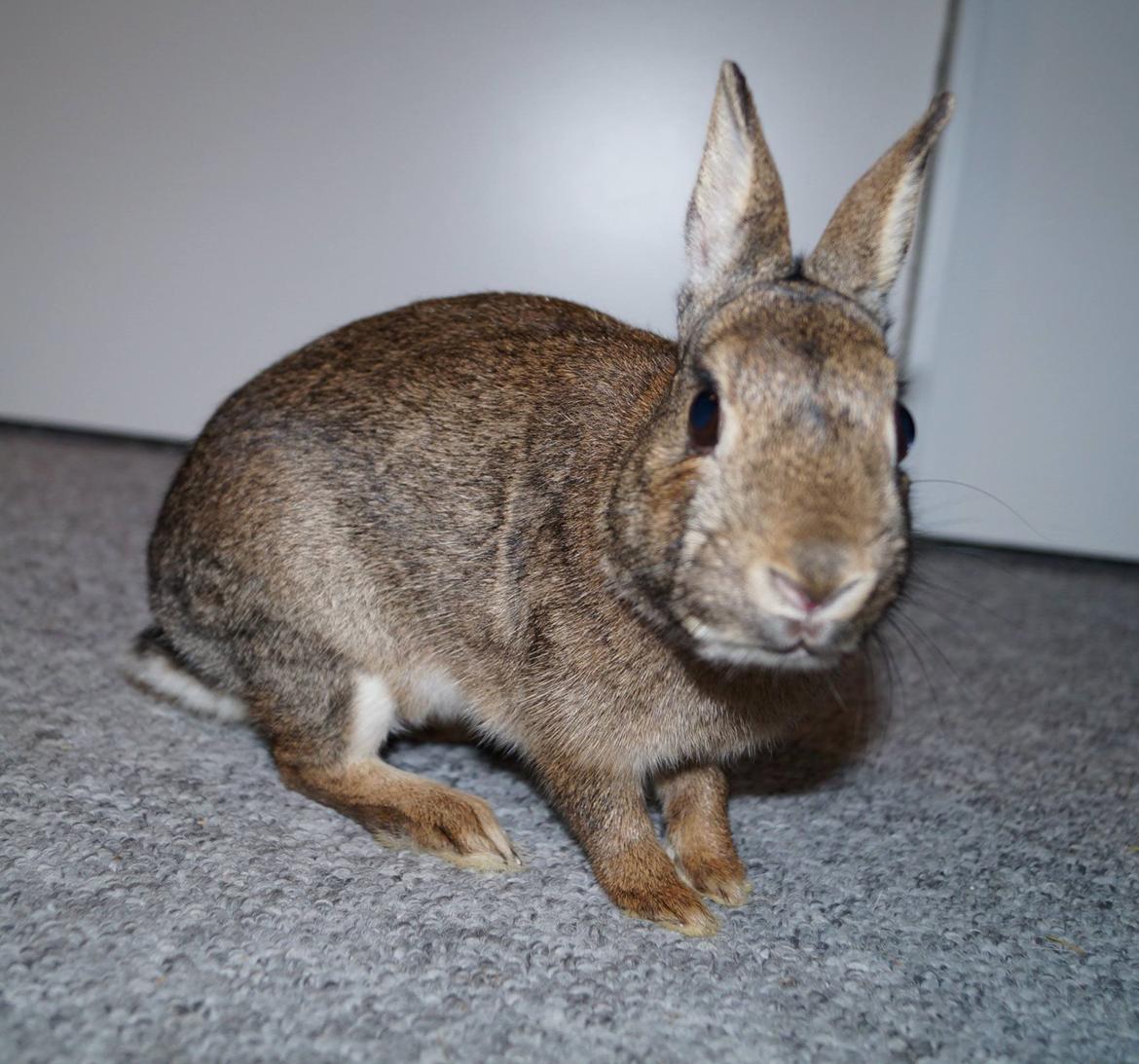 Kanin Hulk'en billede 3
