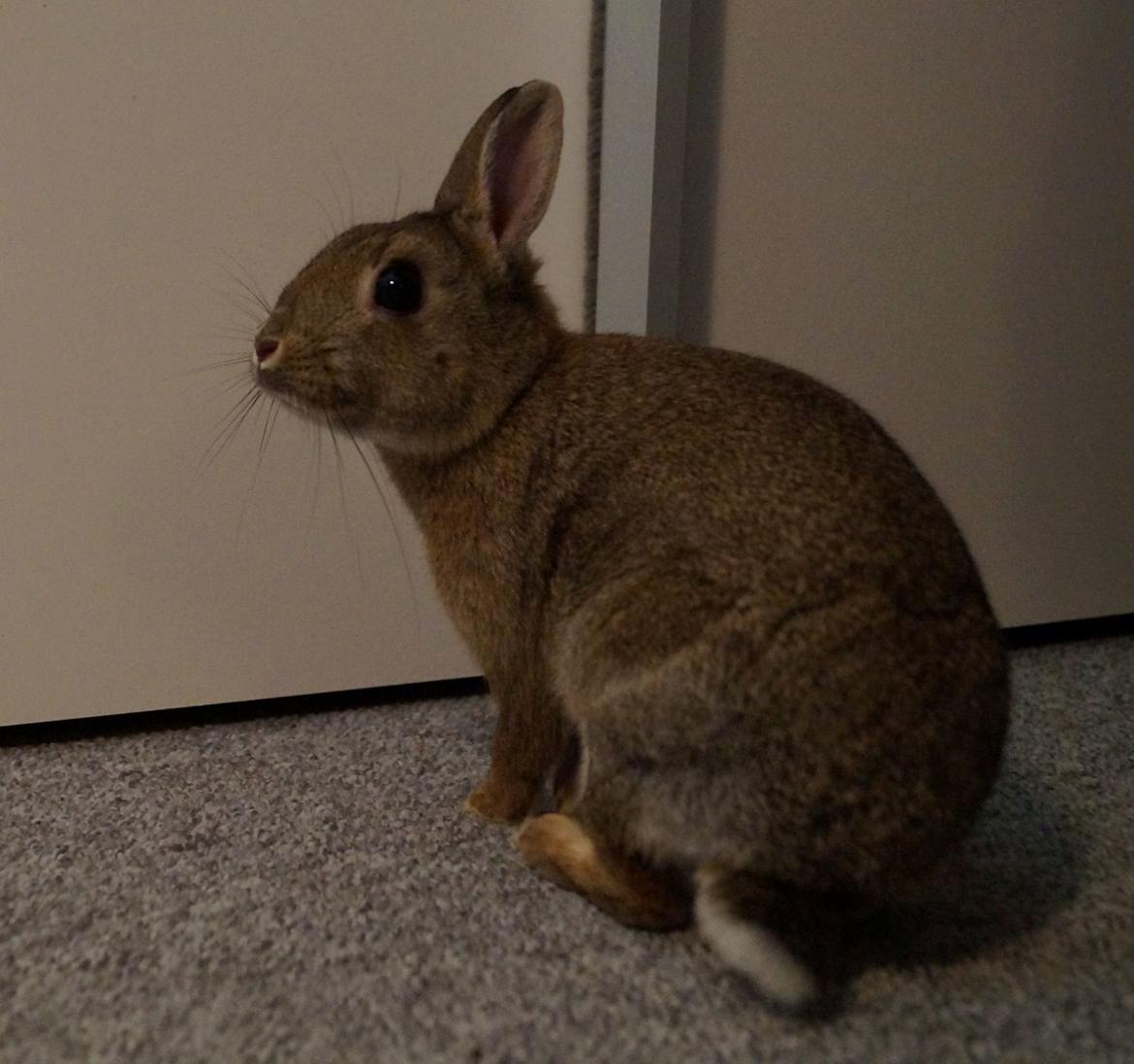 Kanin Pletvang's Theodore billede 1