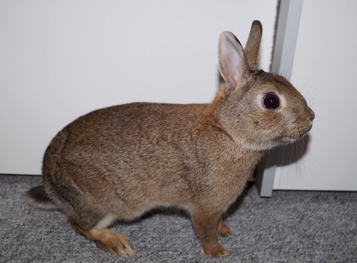 Kanin Pletvang's Theodore billede 3
