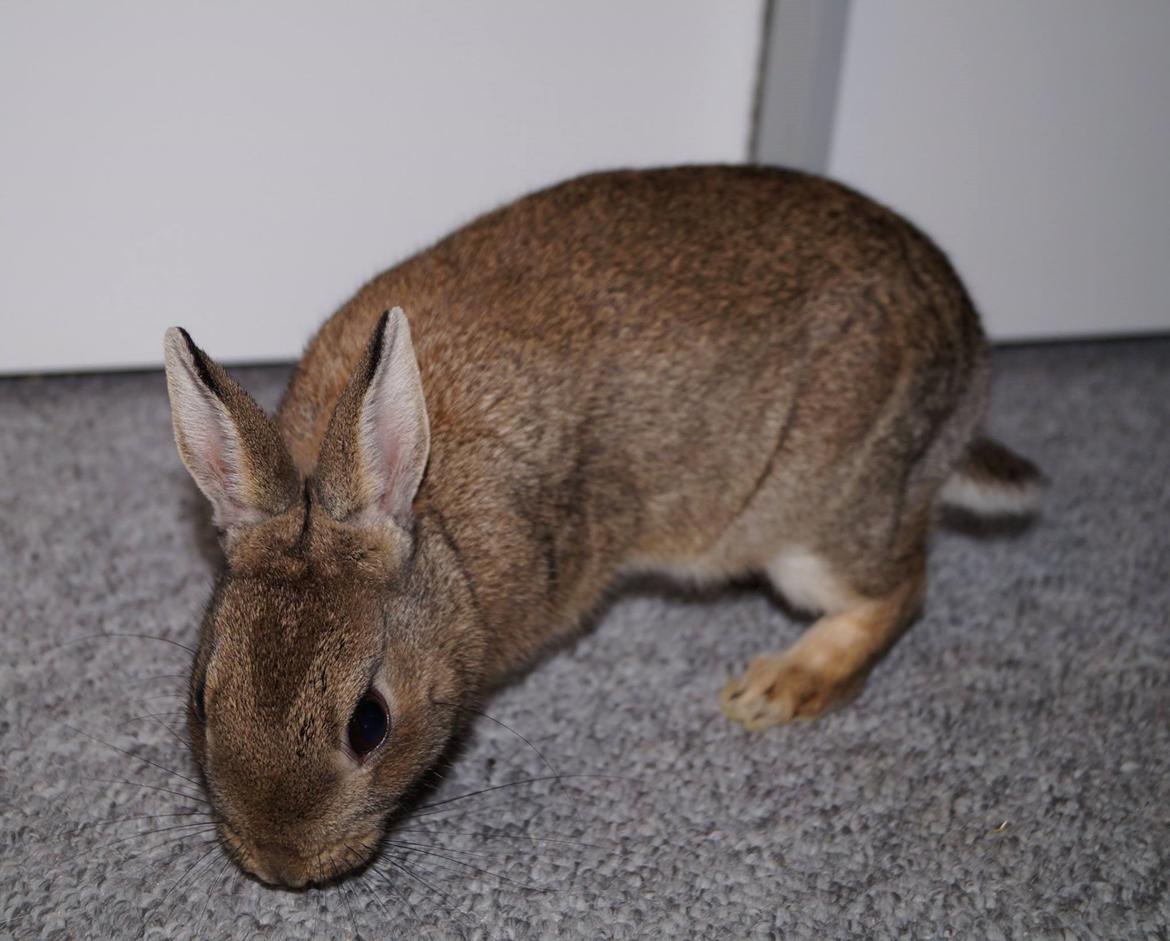 Kanin Pletvang's Theodore billede 2