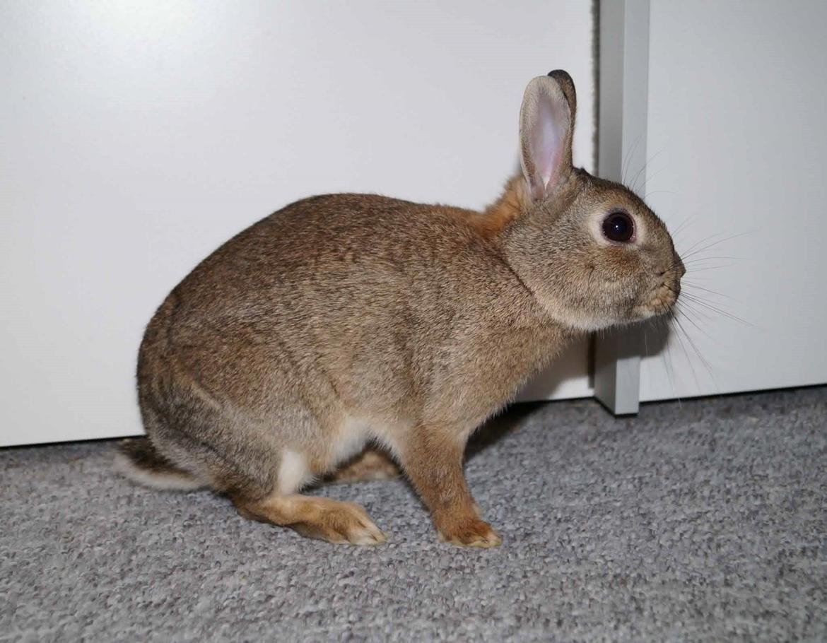 Kanin Pletvang's Theodore billede 5