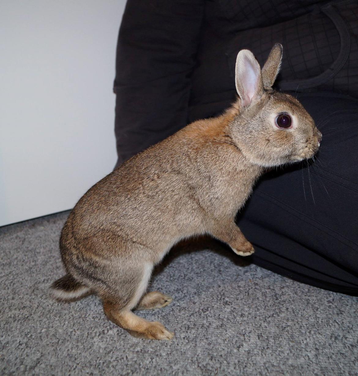 Kanin Pletvang's Theodore billede 6