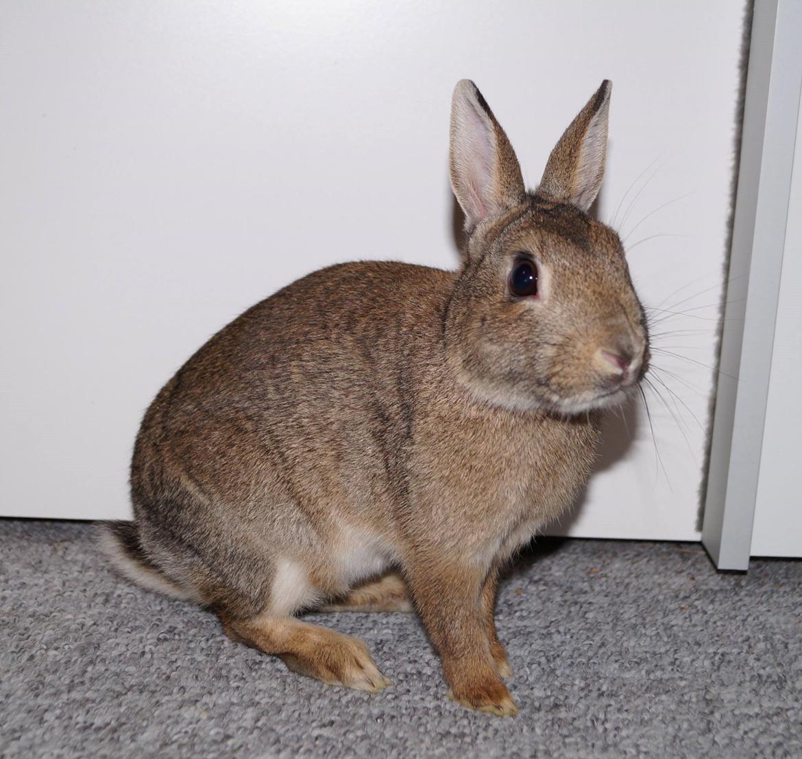 Kanin Pletvang's Theodore billede 4