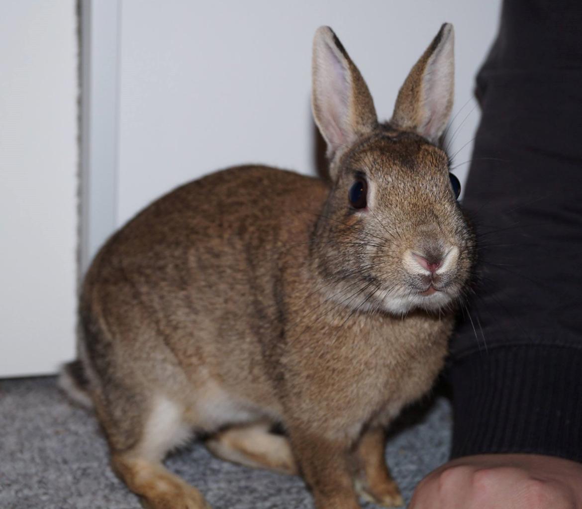 Kanin Pletvang's Theodore billede 8