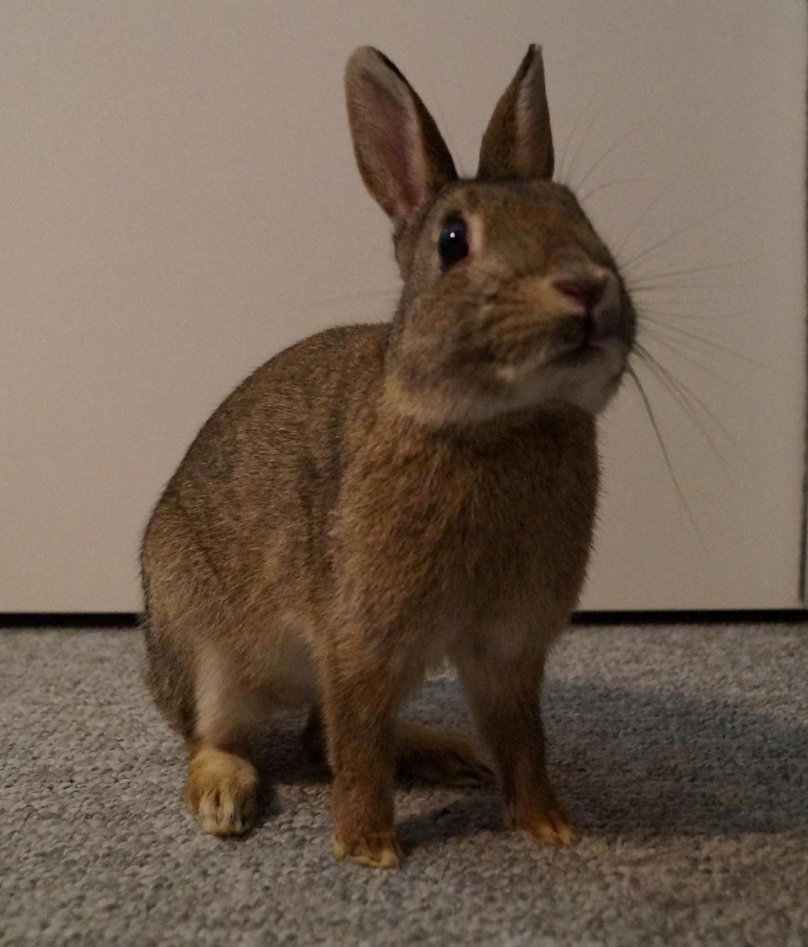 Kanin Pletvang's Theodore billede 9