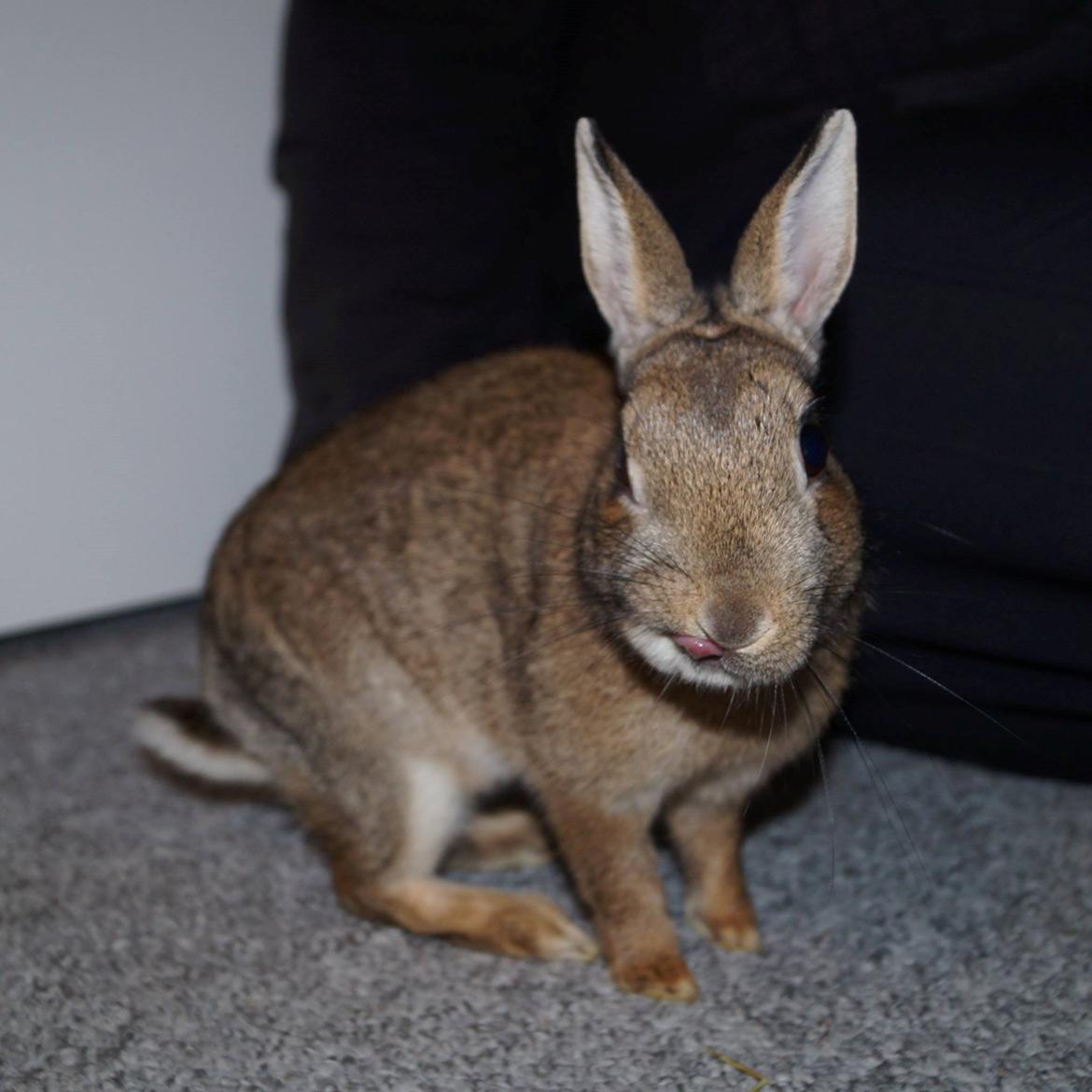 Kanin Pletvang's Theodore billede 7