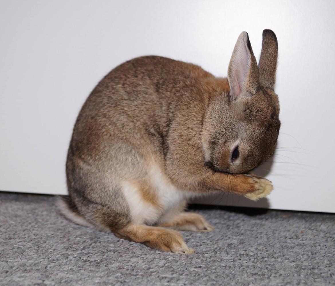 Kanin Pletvang's Theodore billede 11