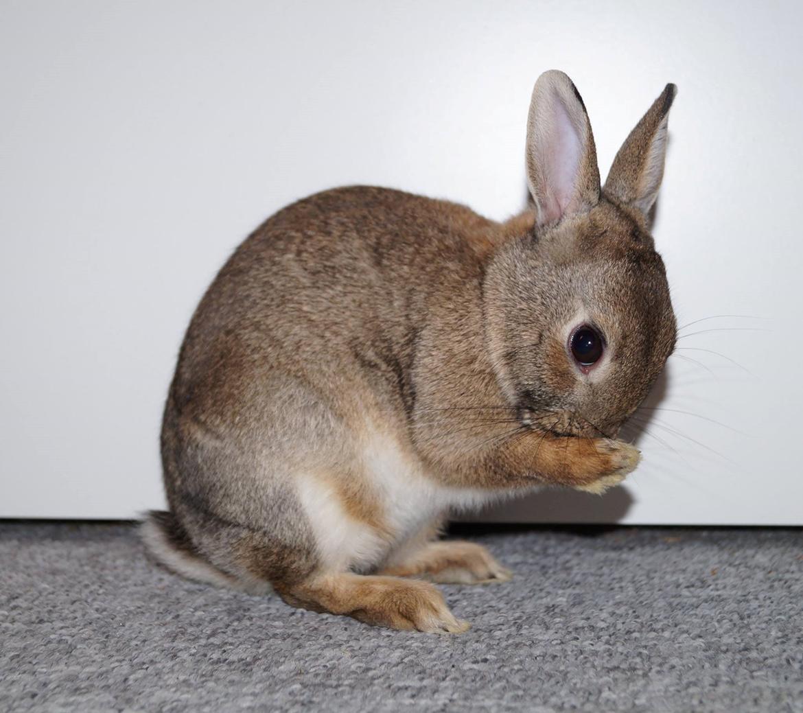 Kanin Pletvang's Theodore billede 12