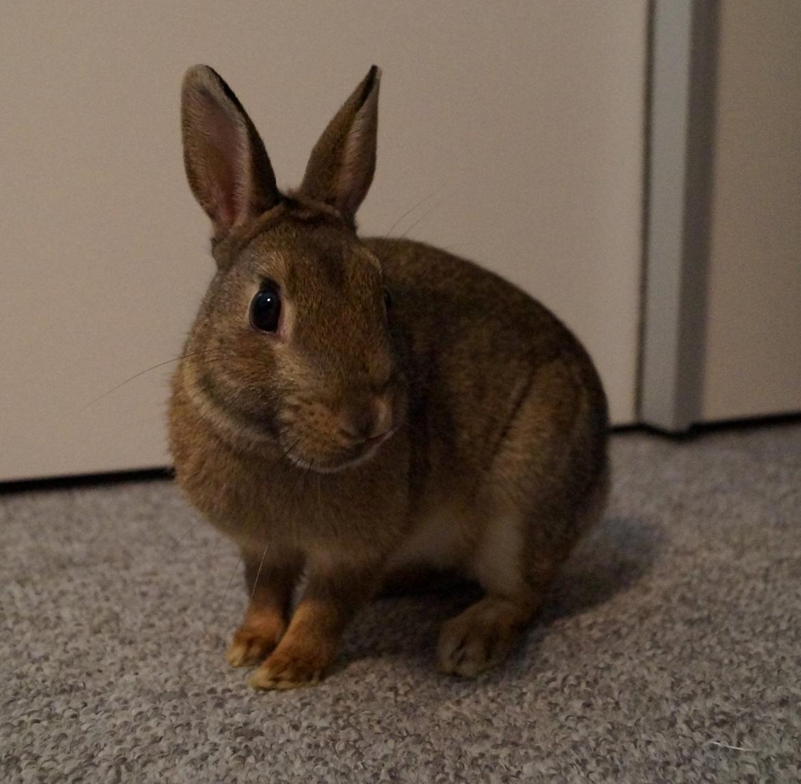 Kanin Pletvang's Theodore billede 10