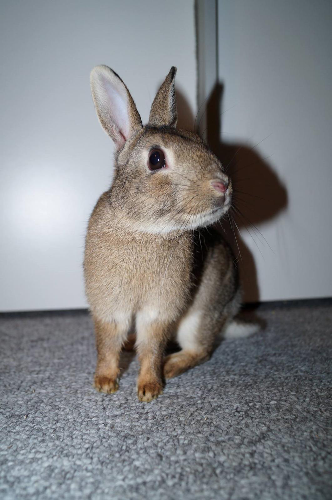 Kanin Pletvang's Theodore billede 14