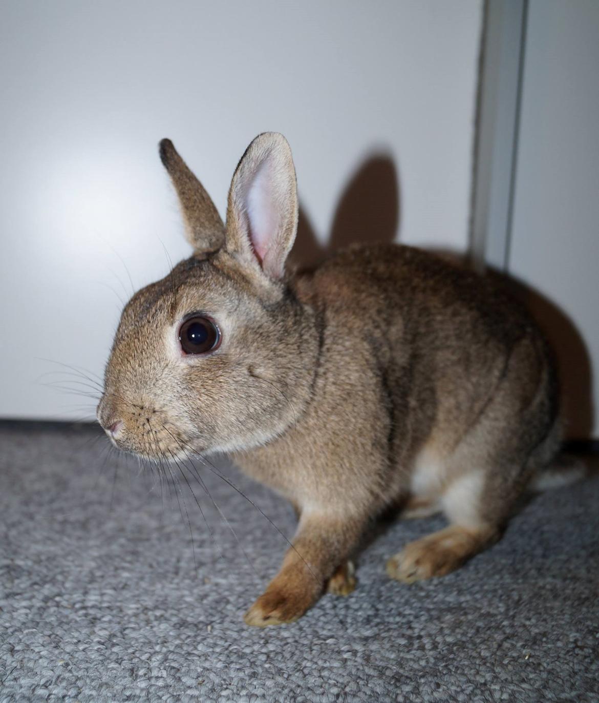 Kanin Pletvang's Theodore billede 15