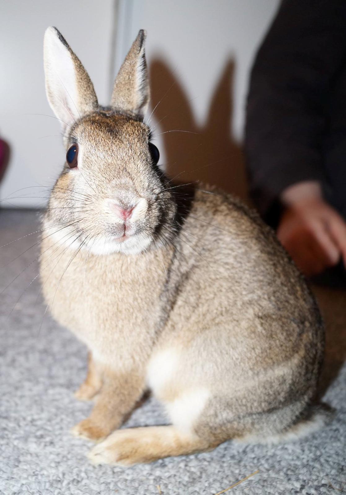 Kanin Pletvang's Theodore billede 16