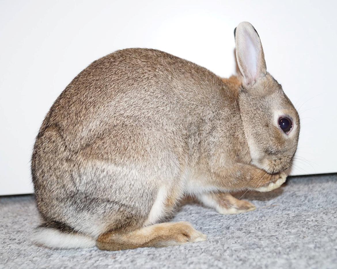 Kanin Pletvang's Theodore billede 17