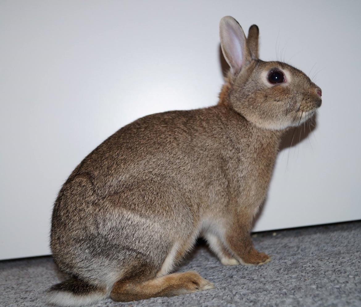 Kanin Pletvang's Theodore billede 18