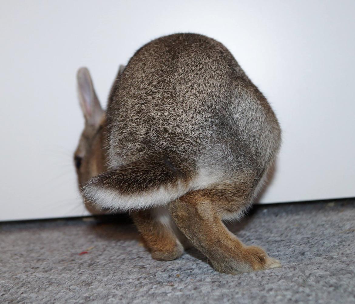 Kanin Pletvang's Theodore billede 19