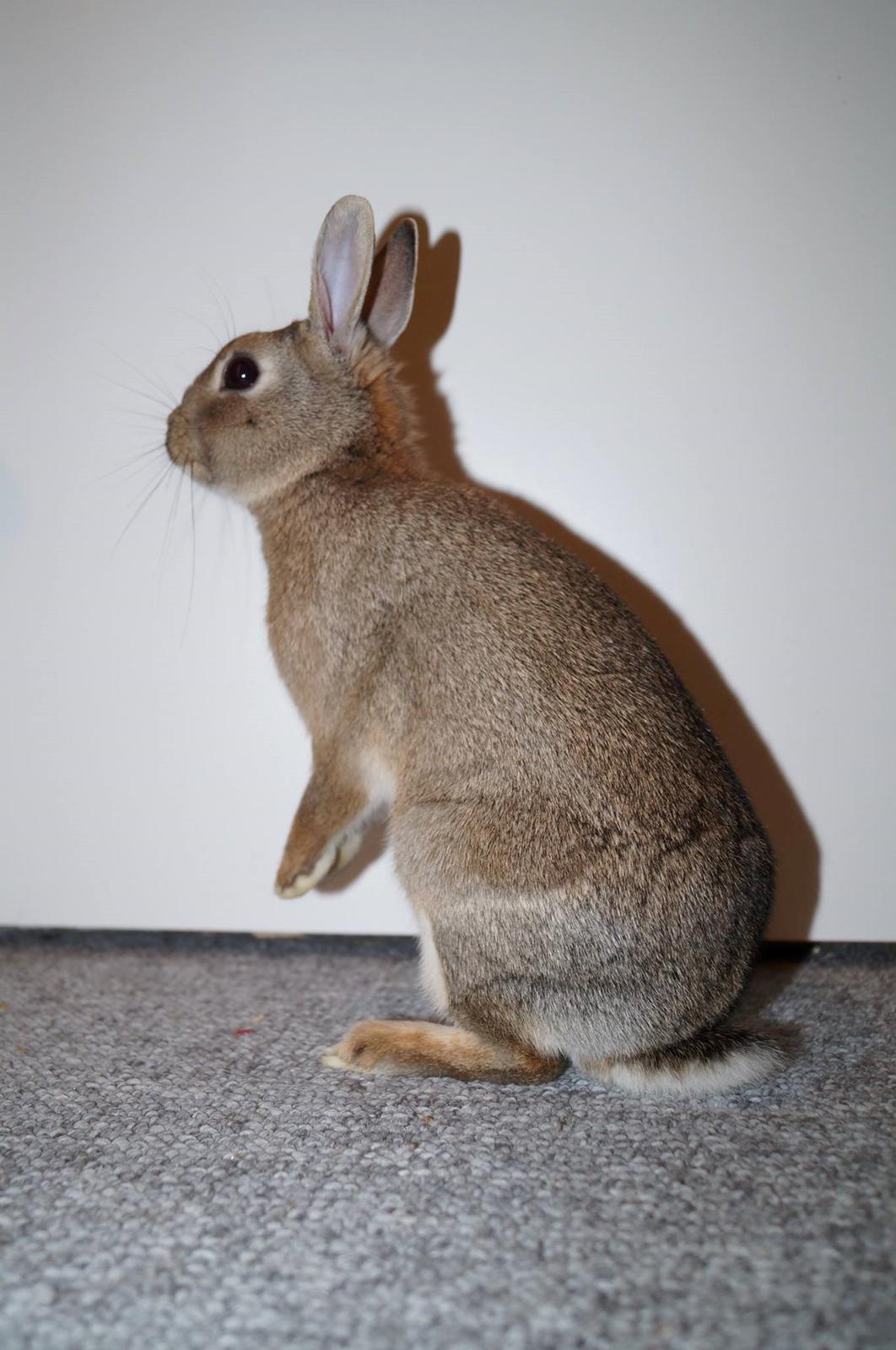 Kanin Pletvang's Theodore billede 20