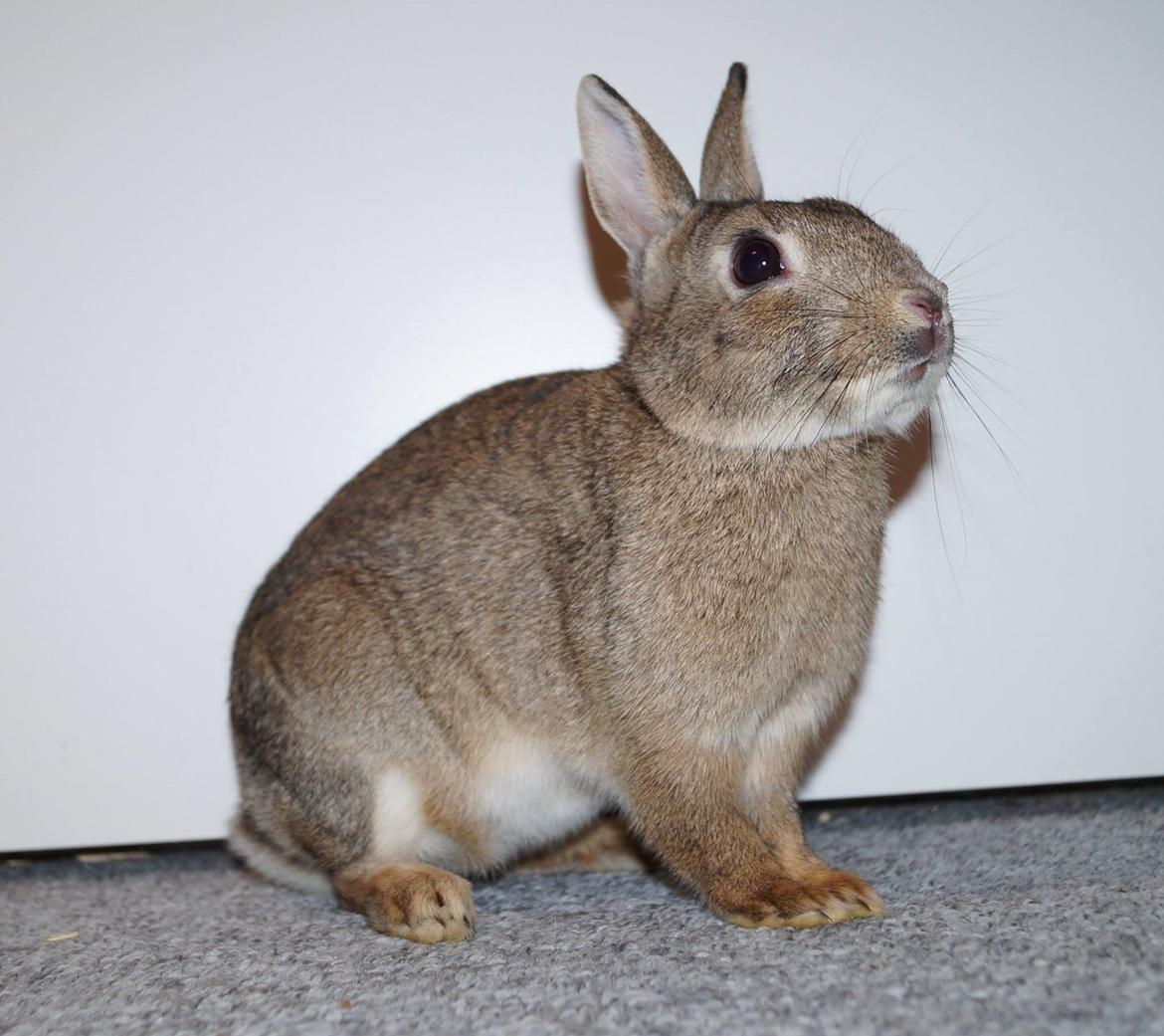 Kanin Pletvang's Theodore billede 21