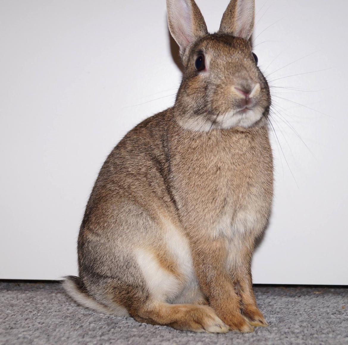 Kanin Pletvang's Theodore billede 13