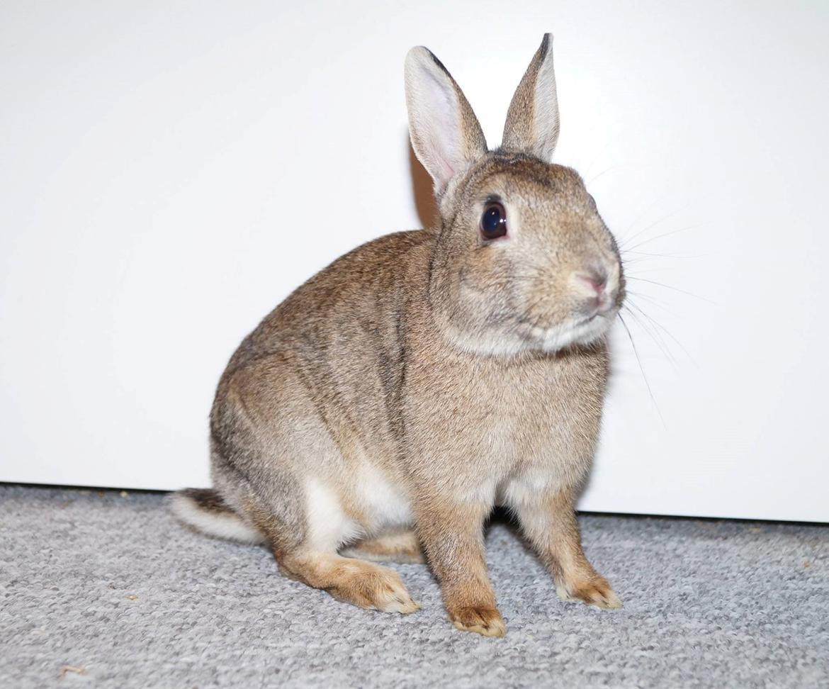 Kanin Pletvang's Theodore billede 23