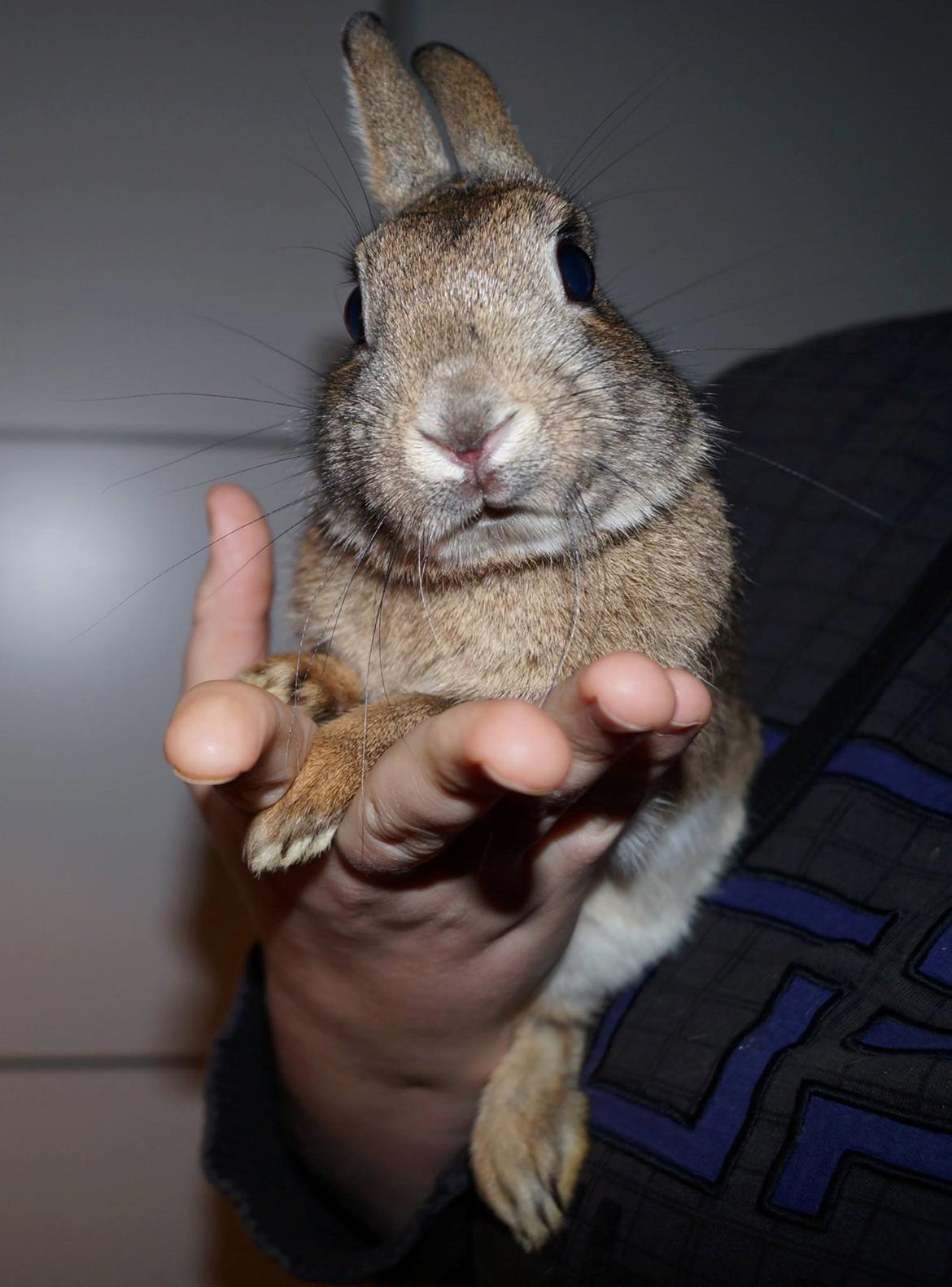 Kanin Pletvang's Theodore billede 24