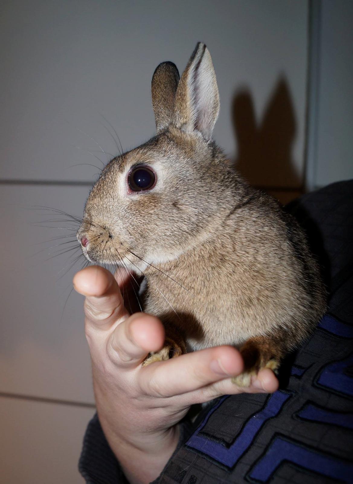 Kanin Pletvang's Theodore billede 25