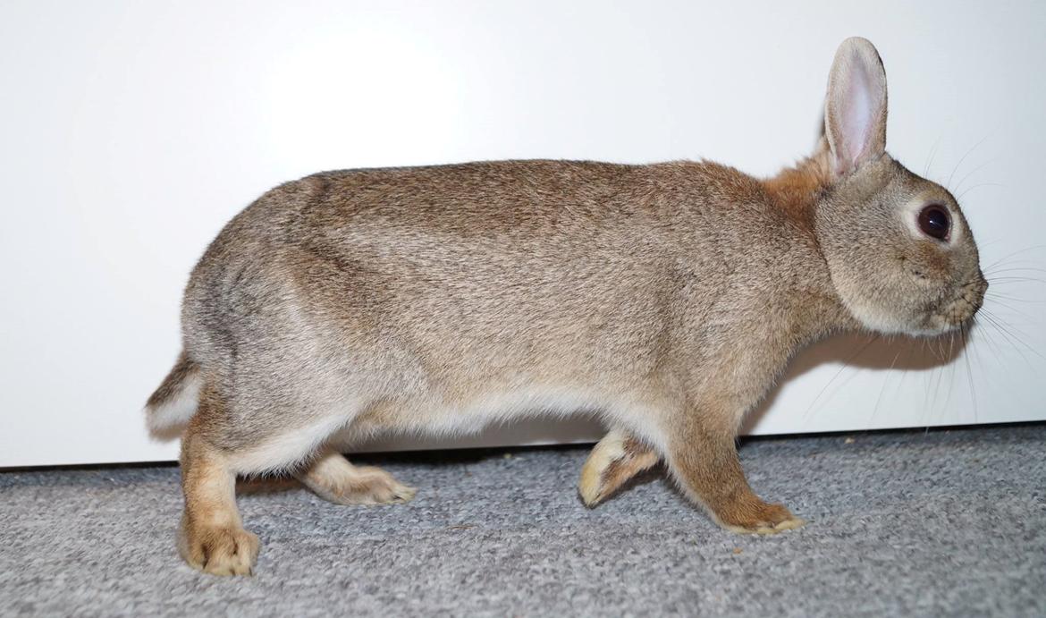 Kanin Pletvang's Theodore billede 22